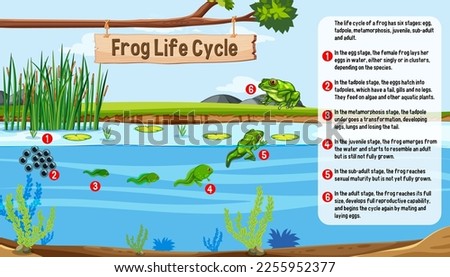 Frog Life Cycle concept vector illustration