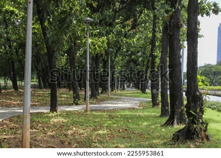 quite street under shady trees in city forest or city park