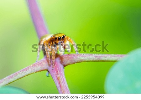A jumper spider on a branch