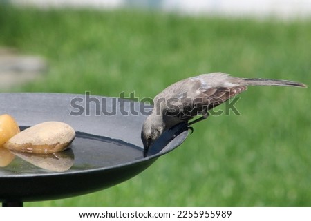 A mockingbird perched on the edge of a bird bath drinking water.