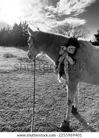 black and white picture gray white horse Christmas holiday