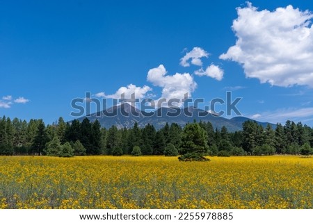 flower fields in Flagstaff AZ Royalty-Free Stock Photo #2255978885