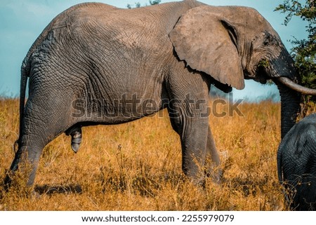 Big Elephant On Forest Close Up Photography