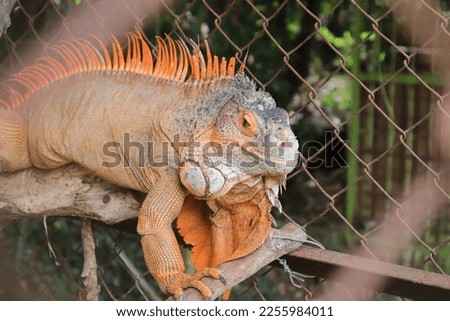 Orange iguanas are a species of iguana that are native to Central and South America