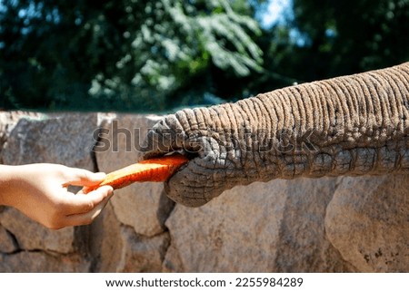 a hand feeds an elephant with a carrot. the elephant takes a carrot with its trunk