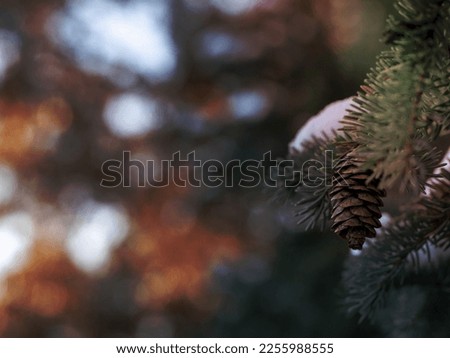 Closeup of blue spruce covered with snow