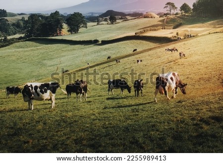 A herd of black and white cows on a grassland Royalty-Free Stock Photo #2255989413