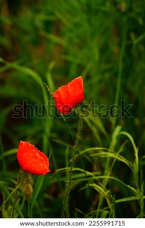 Two beautiful red poppies on a green background.