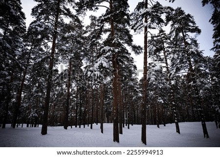 evening winter forest. deciduous and coniferous trees sunset snow winter evening