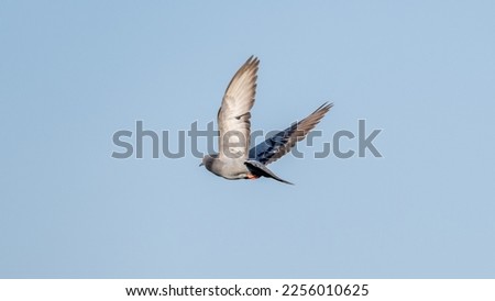 pigeon flying in the blue sky