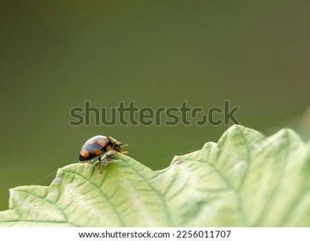 Ladybug in the backyard garden 