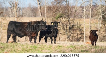 Black Angus bull standing next to a cow and her calf in an Alabama pasture in January. Royalty-Free Stock Photo #2256013575