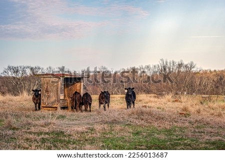 Agricultural background of a group of Angus calves gathered near a wooden mineral feeder at dusk in an Alabama pasture in January.