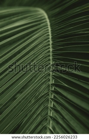 Natural tropical texture background of green palm leaf