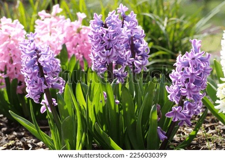 Close up of many large pink Hyacinth or Hyacinthus flowers in full bloom.  Royalty-Free Stock Photo #2256030399