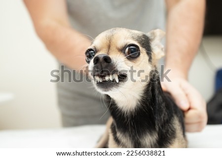 small dog does not allow himself to be stroked, grins and bites, dangerous little dog Royalty-Free Stock Photo #2256038821