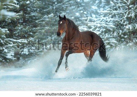  Dark bay horse  run gallop in snow sunny day Royalty-Free Stock Photo #2256039821