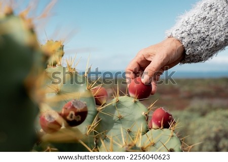 Female hands touch a fruit of the wild prickly pear, thorns, attention, spontaneous tropical plant. Horizon over the sea Royalty-Free Stock Photo #2256040623
