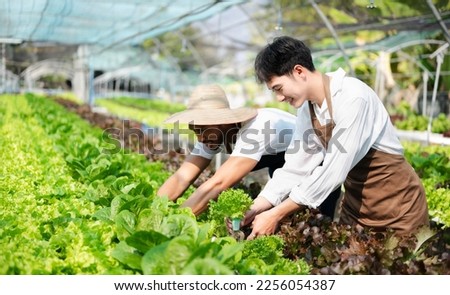 Asian farmer using hand holding tablet and organic vegetables hydroponic in greenhouse plantation. Female hydroponic salad vegetable garden owner working. Smart farming 

 Royalty-Free Stock Photo #2256054387