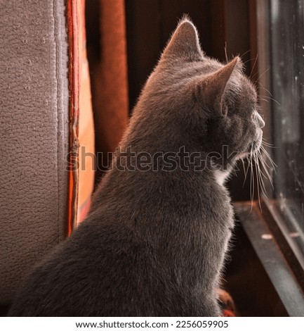 Dark british shorthair cat with yellow eyes sits at the window and looks out