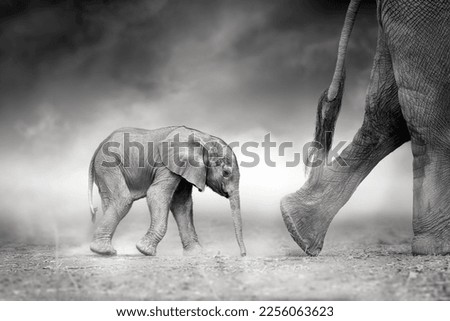 A newborn elephant follows legs and tail of its mother elephant in a cloud of dust. Side view, artistic, black and white post-processing. Feelings of motherhood, protection, trust, following.