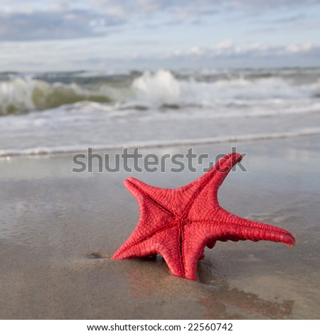 Red starfish on the beach