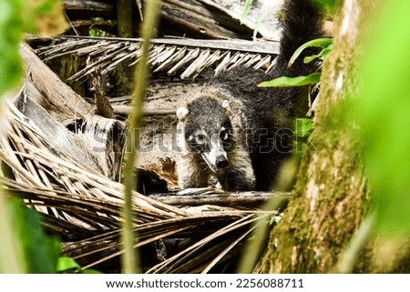 raccoon in tree, photo as a background, digital image