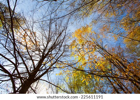 Abstract perspective of Autumn trees with blue sky in the background
