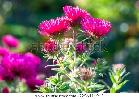 Photography on theme beautiful wild growing flower lampranthus on background meadow, photo consisting of wild growing flower lampranthus to grass meadow, wild growing flower lampranthus at herb meadow