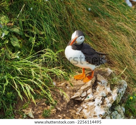 Puffin standing on a ledge of a steep cliff with its head tilted to one side, cute.