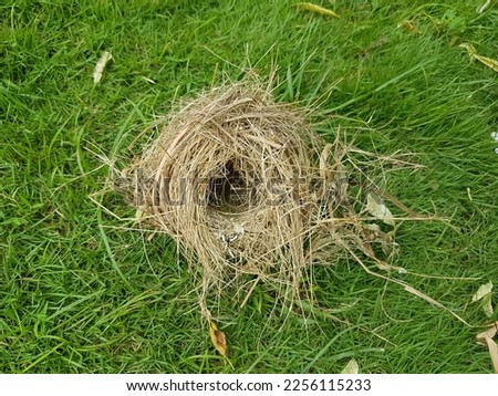 Bird nest on green grass background.
