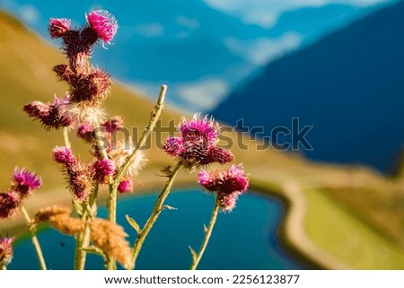 Great marsh thistle, carduus personata, at the famous Kanzelwand summit, Kleinwalsertal valley, Riezlern, Vorarlberg, Austria Royalty-Free Stock Photo #2256123877