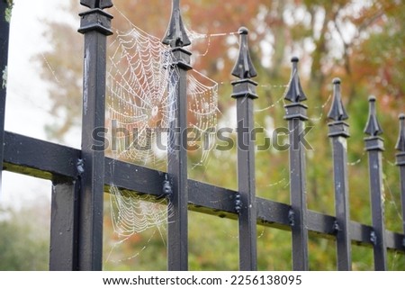 Dew drops like beads in spider web hanging at fense