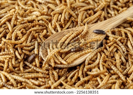 Edible mealworms and beetles on wooden spoon. Meal worms or larvae of cereal beetle as protein ingredients of food products.
