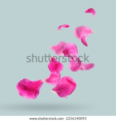Beautiful pink peony petals falling on light grey background Royalty-Free Stock Photo #2256140093