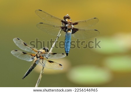 Two dragonflies perched on a perch with blurred lake in the background.