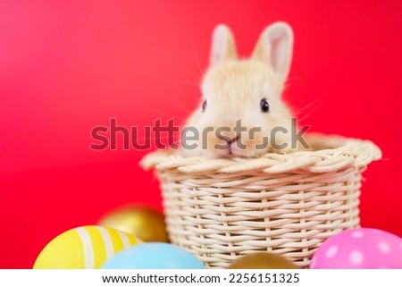 Lovely cute adorable Netherland Dwarf bunny in basket and colorful Easter Eggs portrait on red background with copyspace. Easter Bunny portrait on festive red background.