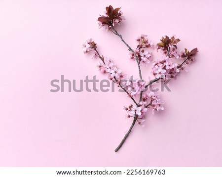 Flatlay with cherry blossoms on pink background. View from above. Spring flower vibe.
