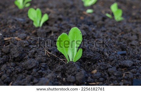 bok-choy vegetable grow using hydroponic method in the garden. baby pak choi in park. Bok choy - also known as pak choi, Chinese cabbage - growing in Brassica patch of parkland bed in soil Royalty-Free Stock Photo #2256182761