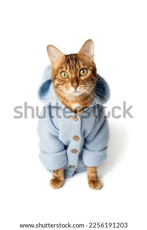 Funny Bengal cat in clothes on a white background.
