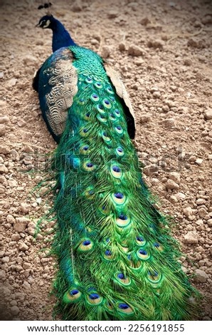 Hd picture of a Peacock sitting with beautiful feathers