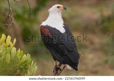 African fish eagle - Haliaeetus vocifer perched. Photo from Kruger National Park in South Africa.