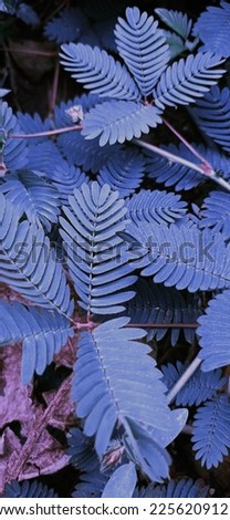 the blue Mimosa pudica background