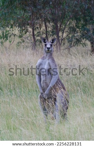 Eastern Grey Kangaroo on a grassy medow