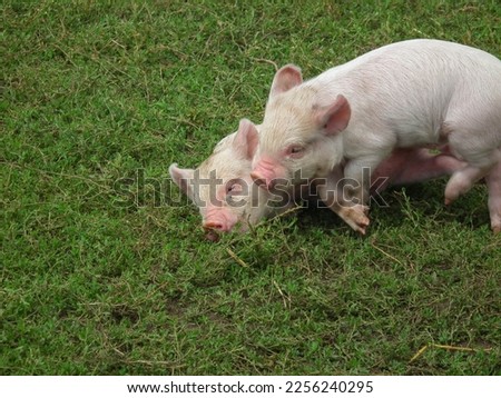 Two Middle White piglets wrestling