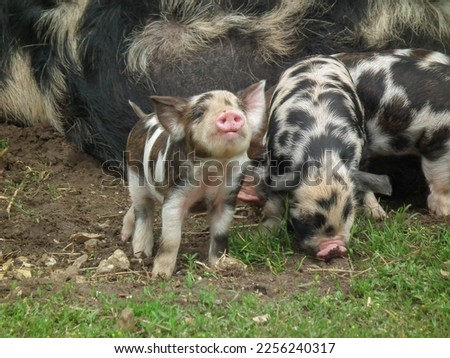 Kune kune piglets with their mother Royalty-Free Stock Photo #2256240317