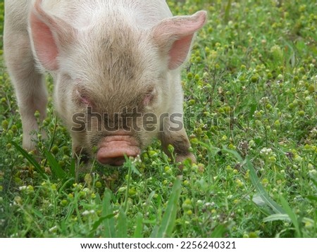 Middle White piglet sniffing the grass