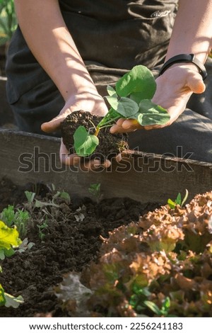 Gardening Family gardeners plant a plant in the ground.Agroculture.plants garden, farming, freelance, work at home, slow life, mood Agriculture, gardening cottagecore, ecology,agrarian life Royalty-Free Stock Photo #2256241183