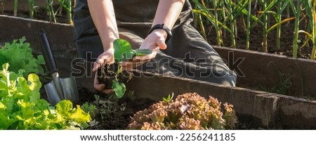 Gardening Family gardeners plant a plant in the ground.Agroculture.plants garden, farming, freelance, work at home, slow life, mood Agriculture, gardening cottagecore, ecology,agrarian life Royalty-Free Stock Photo #2256241185