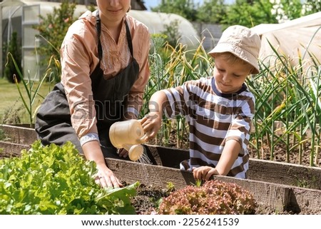 Gardening Family gardeners plant a plant in the ground.Agroculture.plants garden, farming, freelance, work at home, slow life, mood Agriculture, gardening cottagecore, ecology,agrarian life Royalty-Free Stock Photo #2256241539